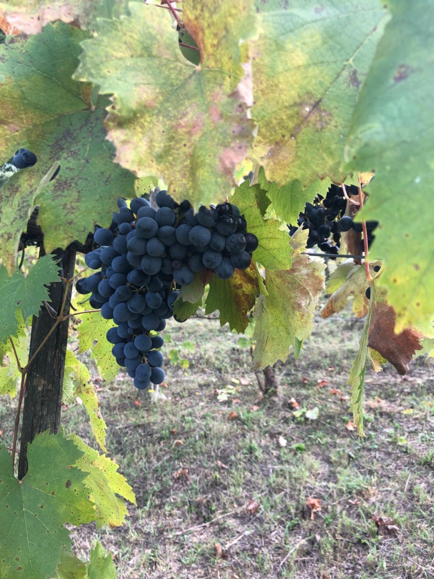 Agriturismo Beata Vanna Фабро Екстериор снимка